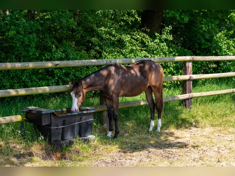 American Quarter Horse Stallion 2 years Buckskin in Geestland