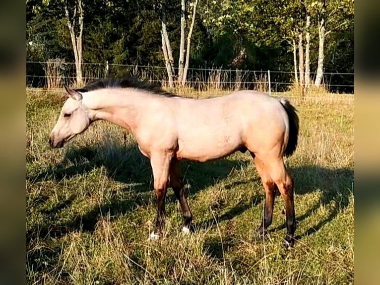 American Quarter Horse Stallion 2 years Buckskin in Fischbach bei Dahn