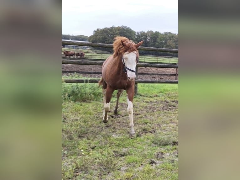 American Quarter Horse Stallion 2 years Chestnut-Red in Maarheeze