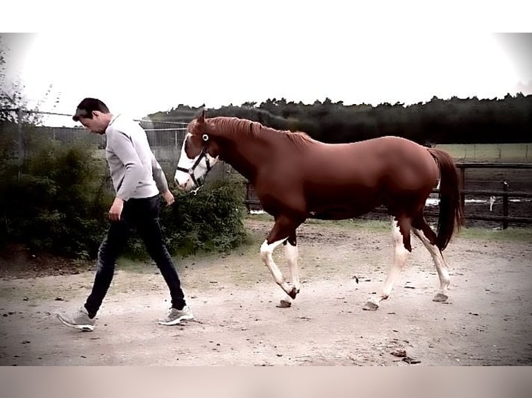 American Quarter Horse Stallion 2 years Chestnut-Red in Maarheeze