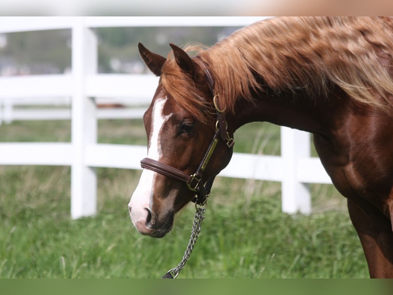 American Quarter Horse Stallion 2 years Chestnut-Red in Mengkofen