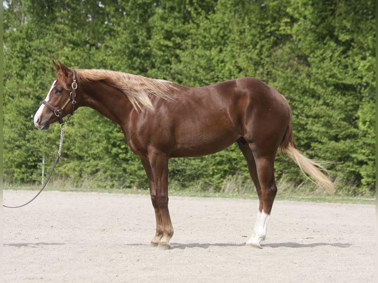 American Quarter Horse Stallion 2 years Chestnut-Red in Mengkofen