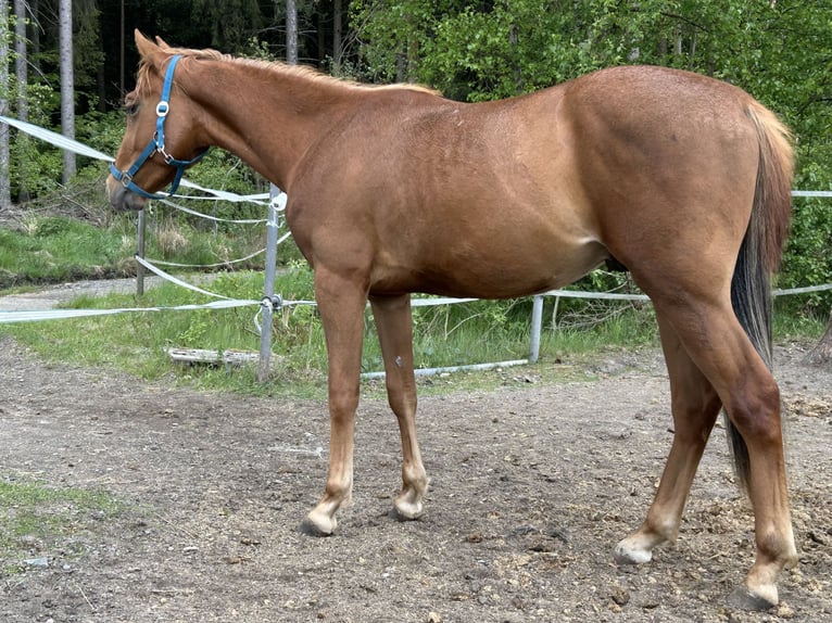 American Quarter Horse Stallion 2 years Chestnut-Red in Fichtelberg