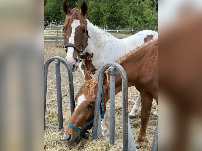 American Quarter Horse Stallion 2 years Chestnut-Red in Fichtelberg