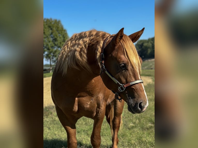 American Quarter Horse Stallion 2 years Chestnut-Red in M&#xFC;nchen
