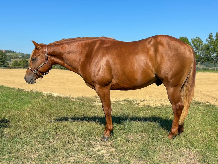 American Quarter Horse Stallion 2 years Chestnut-Red in M&#xFC;nchen