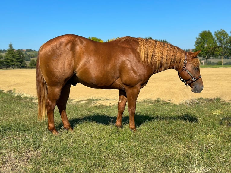 American Quarter Horse Stallion 2 years Chestnut-Red in M&#xFC;nchen