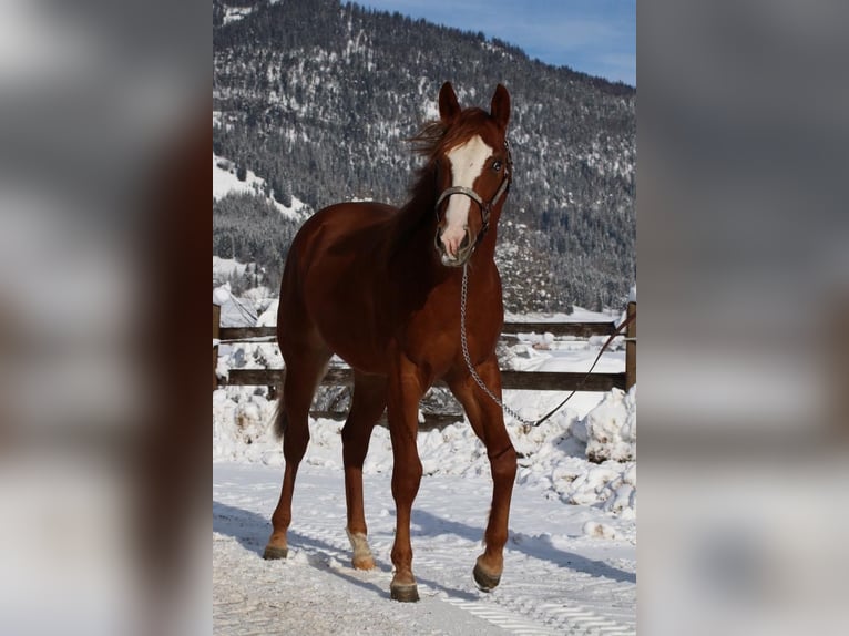 American Quarter Horse Stallion 2 years Chestnut-Red in Untergarten