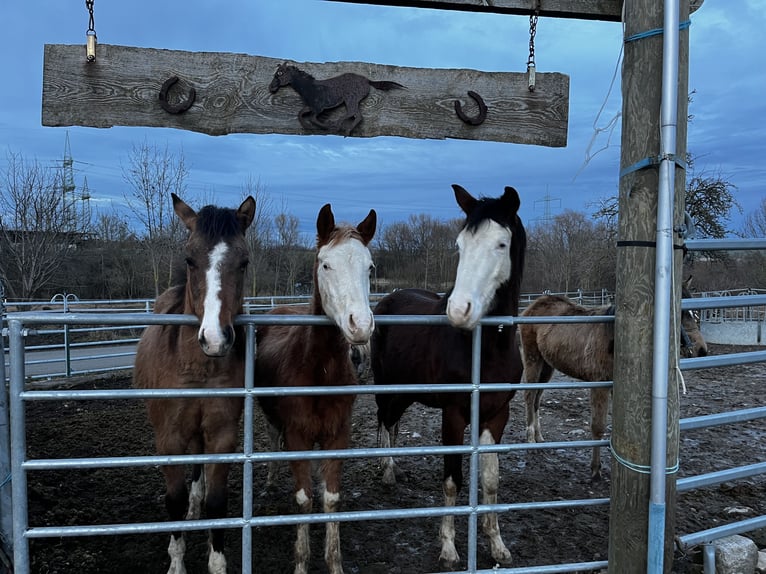 American Quarter Horse Stallion 2 years Chestnut-Red in Kleinschwabhausen