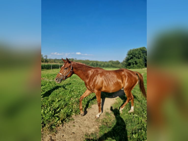 American Quarter Horse Stallion 2 years Chestnut-Red in Rheinfelden