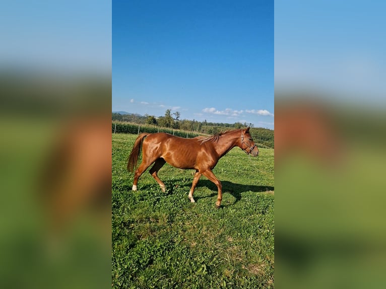 American Quarter Horse Stallion 2 years Chestnut-Red in Rheinfelden