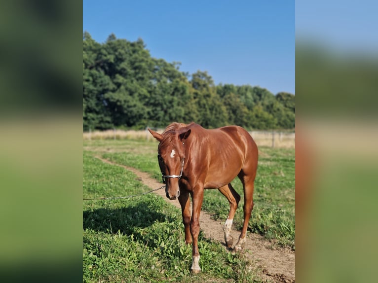 American Quarter Horse Stallion 2 years Chestnut-Red in Rheinfelden