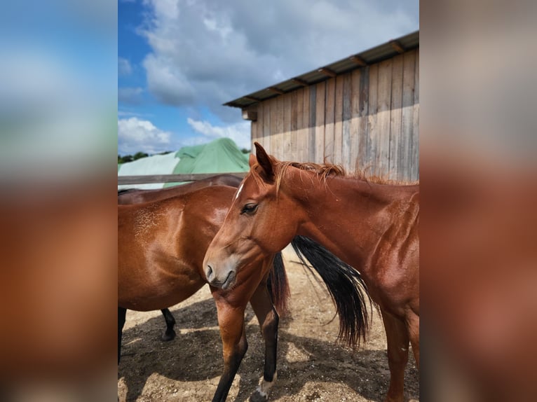 American Quarter Horse Stallion 2 years Chestnut-Red in Rheinfelden