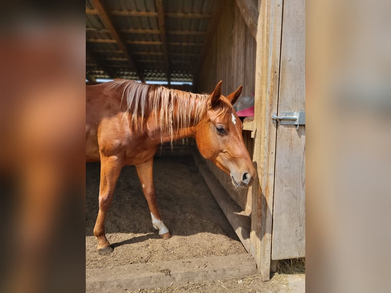 American Quarter Horse Stallion 2 years Chestnut-Red in Rheinfelden