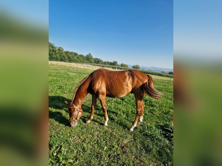 American Quarter Horse Stallion 2 years Chestnut-Red in Rheinfelden