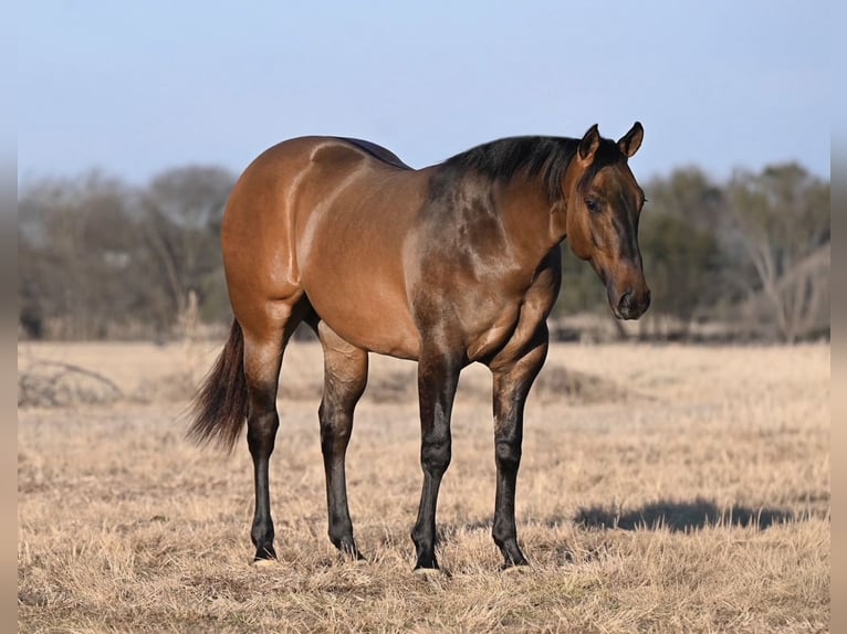 American Quarter Horse Stallion 2 years Dun in Waco