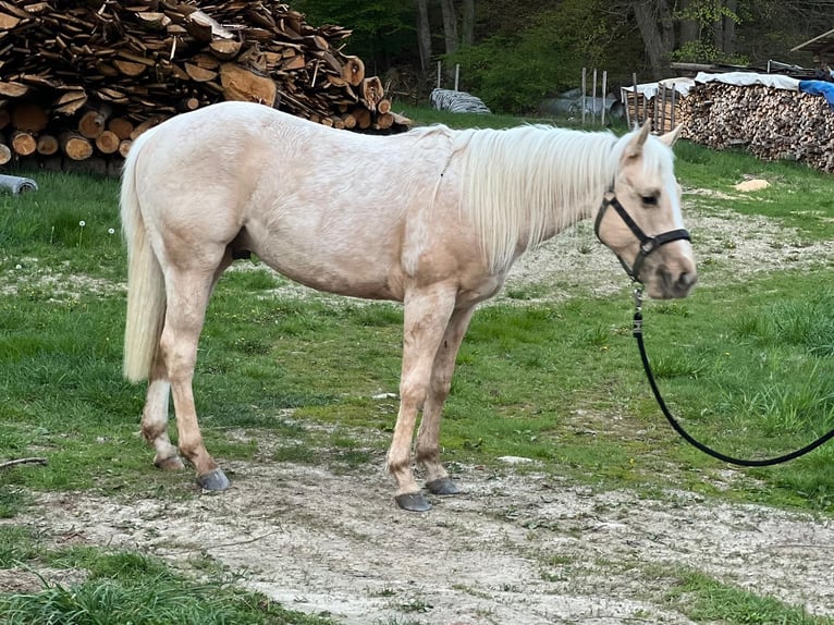 American Quarter Horse Stallion 2 years Palomino in Geisenfeld