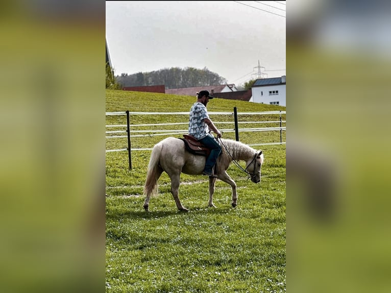 American Quarter Horse Stallion 2 years Palomino in Geisenfeld