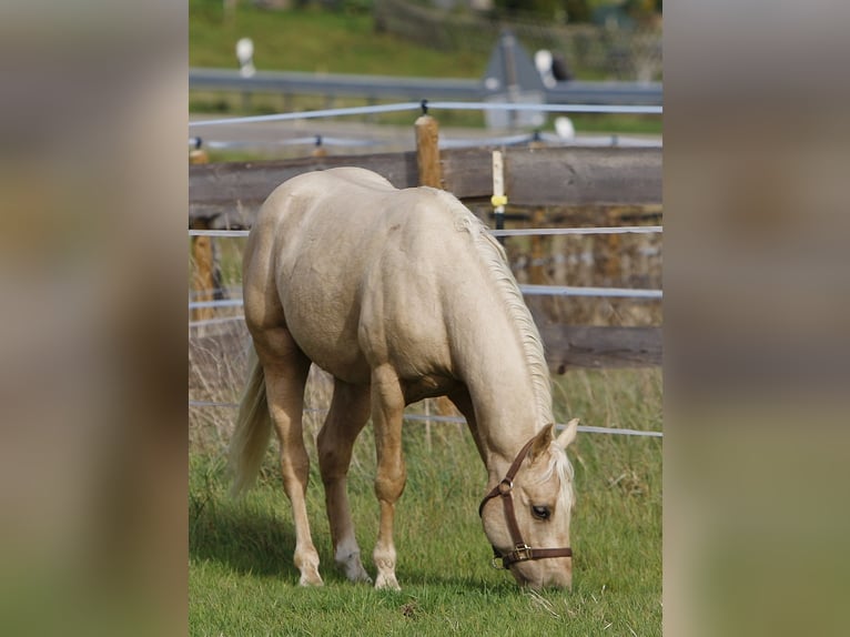 American Quarter Horse Stallion 2 years Palomino in Bell