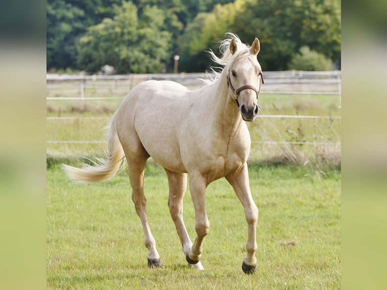 American Quarter Horse Stallion 2 years Palomino in Bell