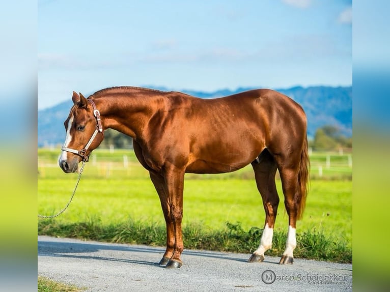 American Quarter Horse Stallion 2 years in Fu&#xDF;ach