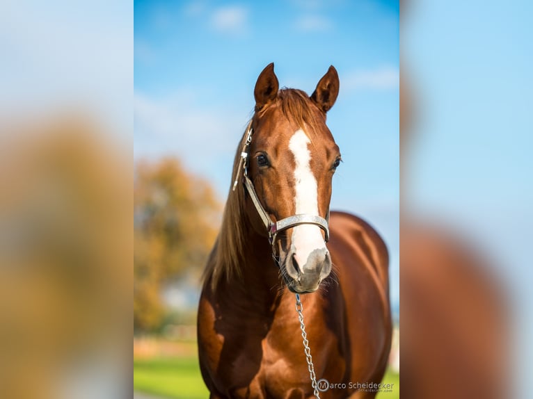 American Quarter Horse Stallion 2 years in Fußach