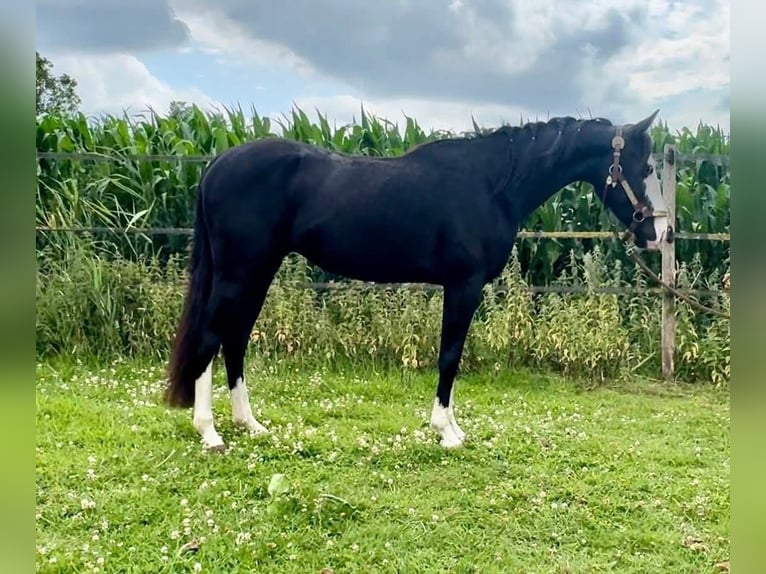American Quarter Horse Stallion 3 years 13,2 hh Black in Barneveld