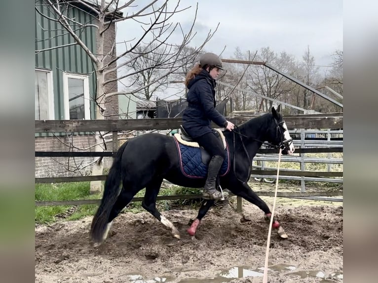 American Quarter Horse Stallion 3 years 13,2 hh Black in Barneveld