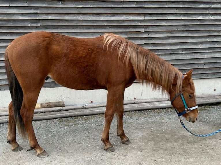 American Quarter Horse Stallion 3 years 13,2 hh Chestnut-Red in Fichtelberg