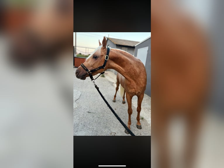 American Quarter Horse Stallion 3 years 13,3 hh Palomino in Modena