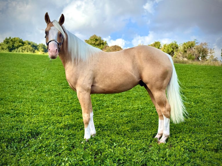 American Quarter Horse Stallion 3 years 13,3 hh Palomino in Liebenau