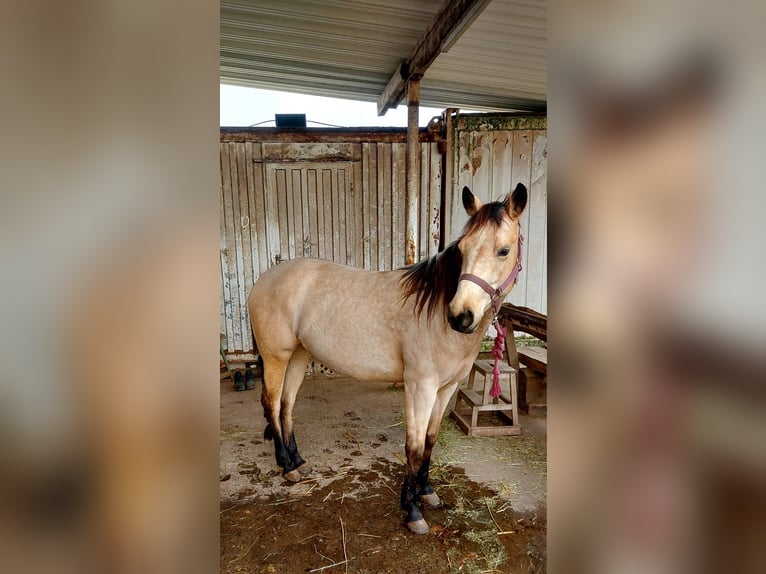 American Quarter Horse Stallion 3 years 14,1 hh Buckskin in Nidderau