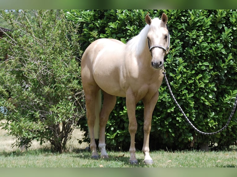 American Quarter Horse Stallion 3 years 14.1 hh Palomino in Bolzano