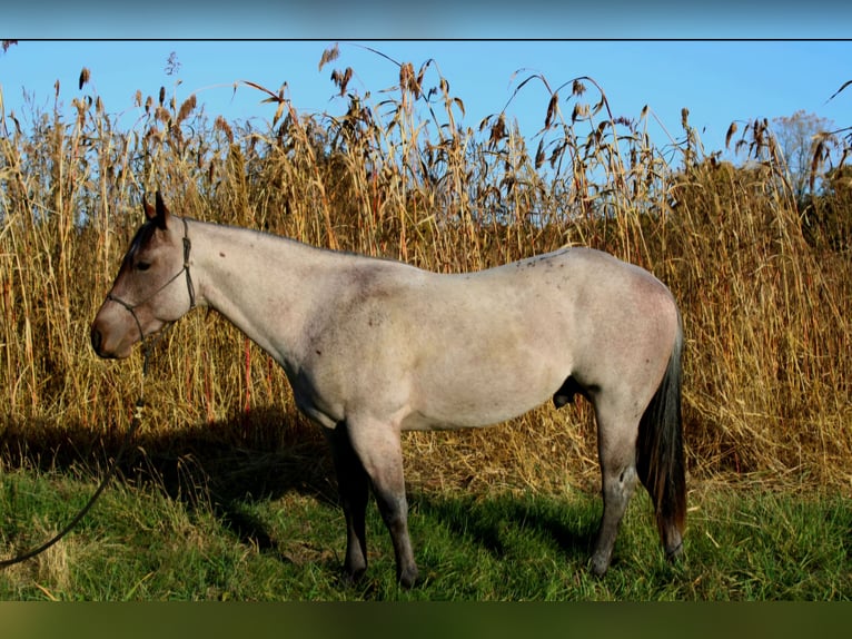 American Quarter Horse Stallion 3 years 14,1 hh Roan-Bay in Shipshewana