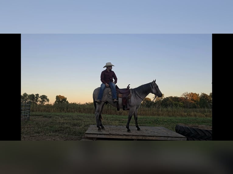 American Quarter Horse Stallion 3 years 14,1 hh Roan-Bay in Shipshewana