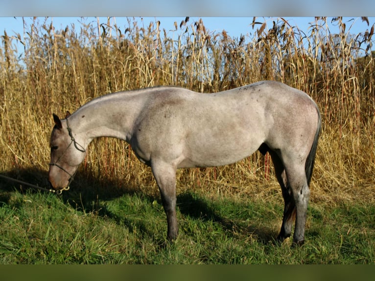 American Quarter Horse Stallion 3 years 14,1 hh Roan-Bay in Shipshewana