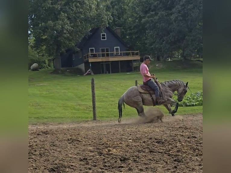 American Quarter Horse Stallion 3 years 14,1 hh Roan-Bay in Shipshewana