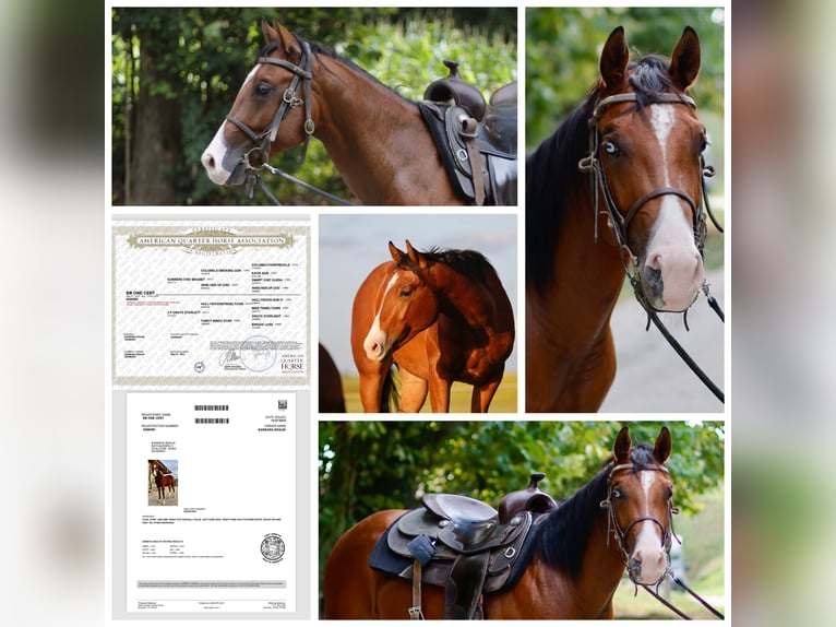 American Quarter Horse Stallion 3 years 14.2 hh Brown in Iffeldorf
