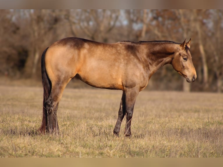 American Quarter Horse Stallion 3 years 14,2 hh Buckskin in Baxter Springs, KS