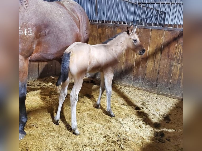 American Quarter Horse Stallion 3 years 14,2 hh Buckskin in Baxter Springs, KS