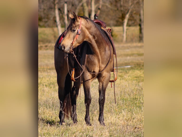 American Quarter Horse Stallion 3 years 14,2 hh Buckskin in Baxter Springs, KS