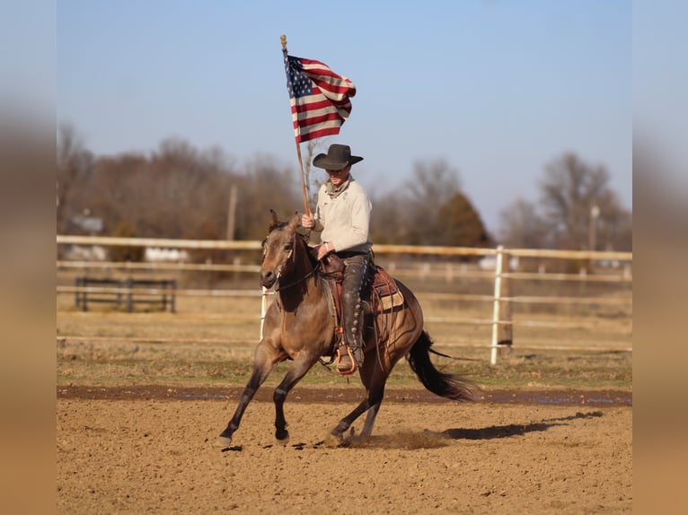 American Quarter Horse Stallion 3 years 14,2 hh Buckskin in Baxter Springs, KS