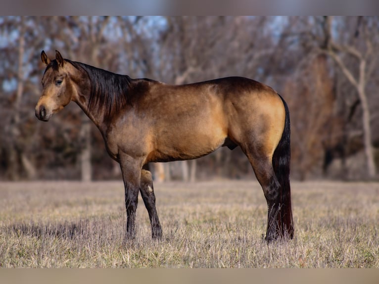 American Quarter Horse Stallion 3 years 14,2 hh Buckskin in Baxter Springs, KS