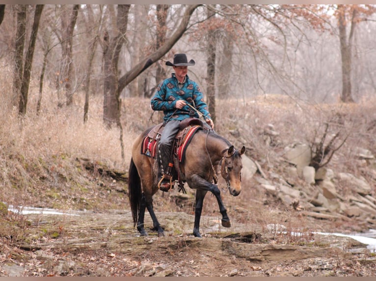 American Quarter Horse Stallion 3 years 14,2 hh Buckskin in Baxter Springs, KS