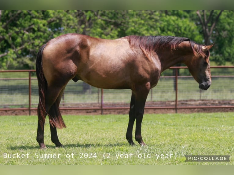 American Quarter Horse Stallion 3 years 14,2 hh Buckskin in Baxter Springs, KS