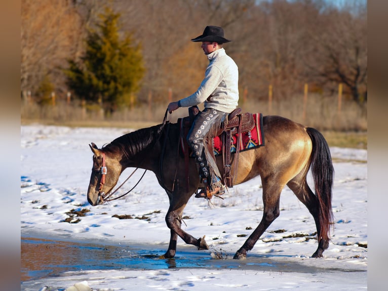 American Quarter Horse Stallion 3 years 14,2 hh Buckskin in Baxter Springs, KS