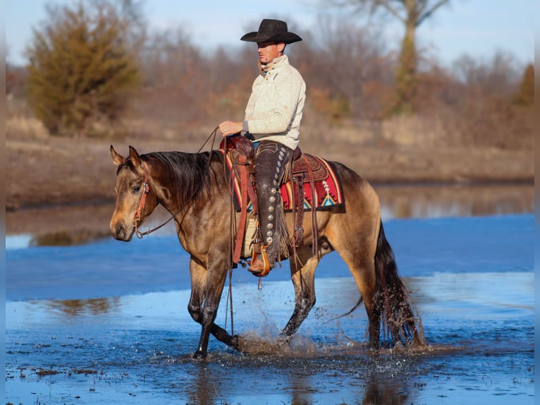 American Quarter Horse Stallion 3 years 14,2 hh Buckskin in Baxter Springs, KS