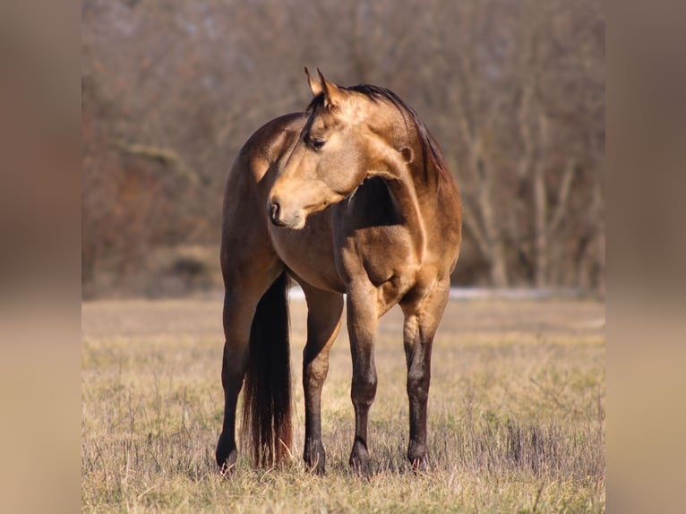 American Quarter Horse Stallion 3 years 14,2 hh Buckskin in Baxter Springs, KS