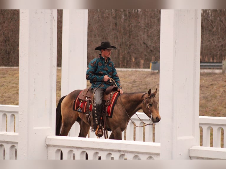 American Quarter Horse Stallion 3 years 14,2 hh Buckskin in Baxter Springs, KS