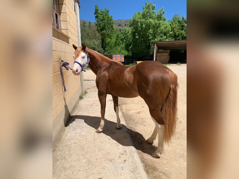 American Quarter Horse Stallion 3 years 14,2 hh Chestnut in Sant Celoni